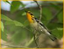 Blackburnian Warbler