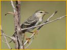 Female<BR>Blackpoll Warbler