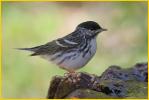 Blackpoll Walbler