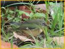 Female<BR>Black-throated Blue Warbler