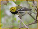 Black-throated Green Warbler