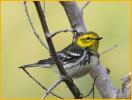 Female<BR>Black-throated Green Warbler
