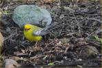 Blue-winged Warbler