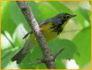 Canada Warbler