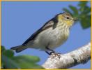 First Winter<BR>Cape May Warbler