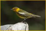 Cape May Warbler