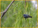 Cerulean Warbler