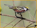 Chestnut-sided Warbler