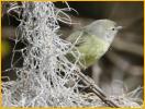 Connecticut Warbler