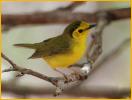 Female<BR> Hooded Warbler