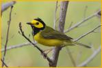 Hooded Warbler