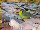 Kentucky Warbler