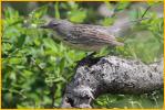 Female<BR>Kirtland's Warbler