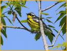 Magnolia Warbler
