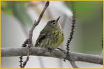 First Summer Female<BR>Magnolia Warbler