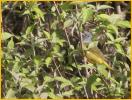 Female <BR>Mourning Warbler