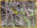 Mourning Warbler