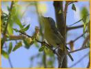 Eastern <BR>Nashville Warbler