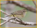 Nonbreeding Brown<BR>Palm Warbler