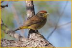 Brown (Western)<BR>Palm Warbler