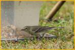 First  Winter <BR>Pine Warbler