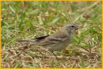 First Winter Female <BR>Pine Warbler