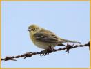 Female <BR>Pine Warbler