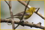 Pine Warbler