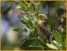 Prairie Warbler