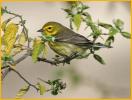 First Winter Female<BR>Prairie W