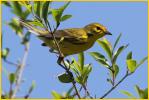 Female<BR>Prairie Warbler