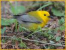 Prothonotary Warbler