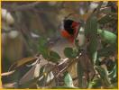 Red-faced Warbler
