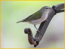 Tennessee Warbler