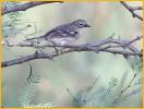 Virginia's Warbler