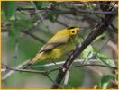 Taiga <BR>Wilson's Warbler