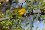 Female Pacific<BR>Wilson's Warbler