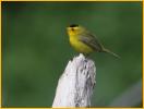 Pacific<BR>Wilson's Warbler