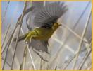 Pacific<BR>Wilson's Warbler