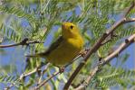 Female Taiga<BR>Wilson's Warbler