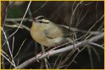 Worm-eating Warbler