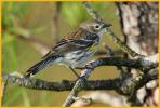 Female Myrtle<BR>Yellow-rumped Warbler