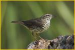 Louisiana Waterthrush
