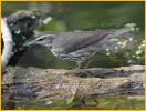 Whitish<BR>Northern Waterthrush