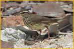 Yellow<BR>Northern Waterthrush