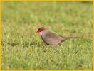 Common Waxbill