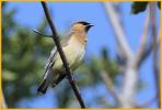 First Year<BR>Cedar Waxwing