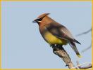 Cedar Waxwing