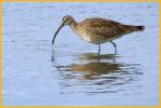 American Whimbrel