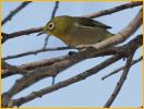 Japanese White-eye